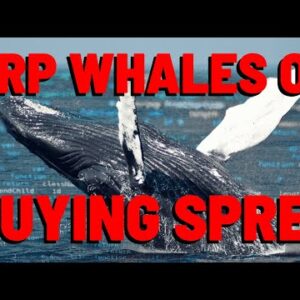 XRP Whales On ACCUMULATION SPREE Reports Santiment